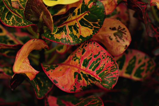 Multi Croton Red (Red Multi Croton)