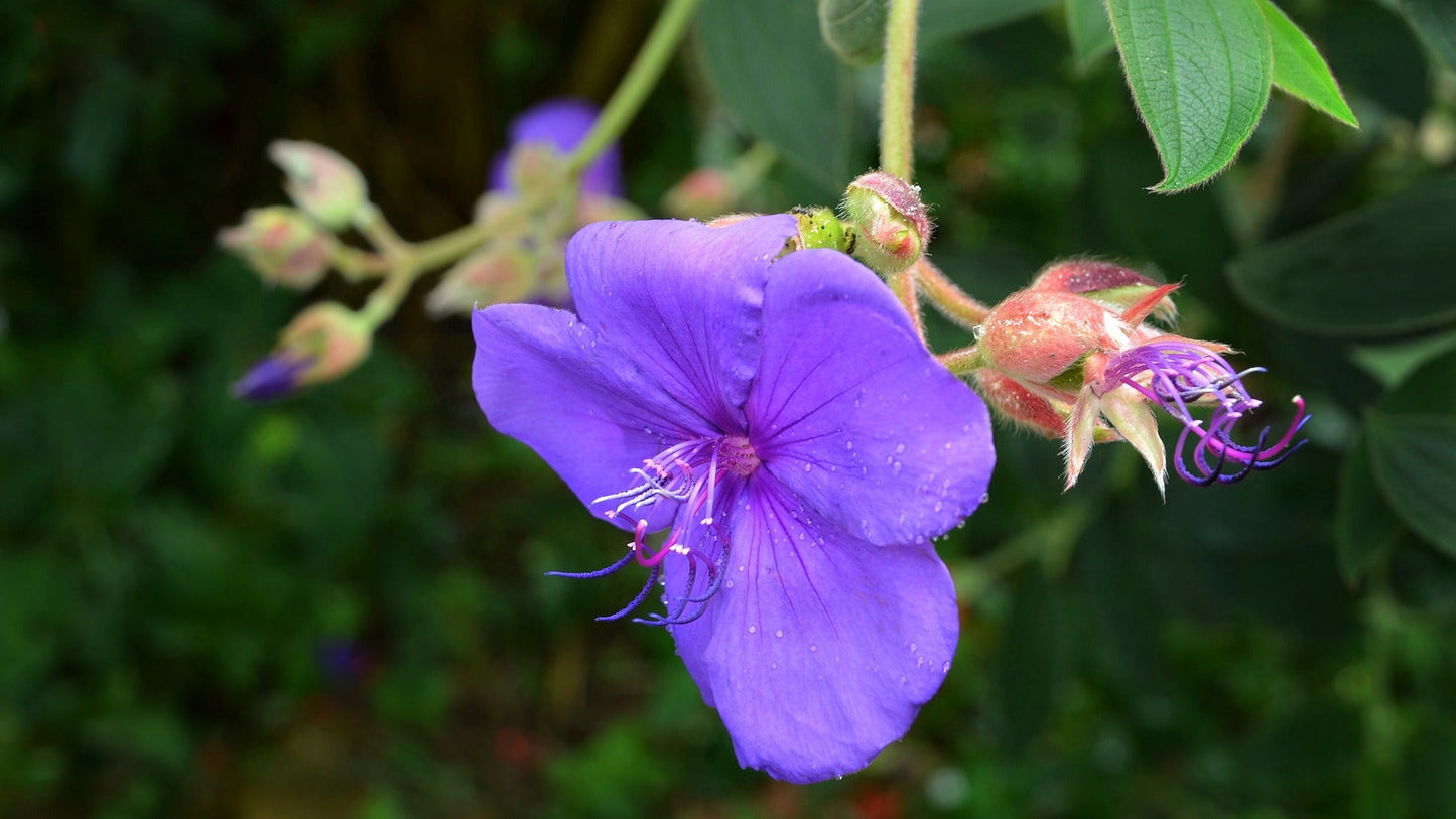 Bauhinia Blakeana (Hong Kong Orchid Tree)