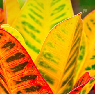 Multi Croton Yellow (Yellow Multi Croton)