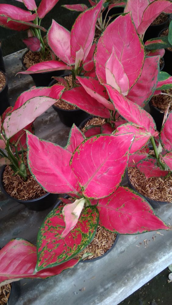 Aglaonema New Pink