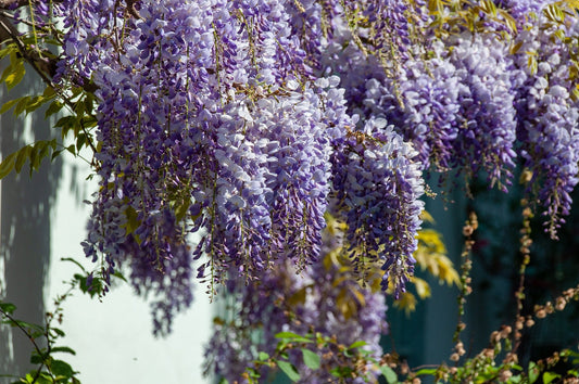 Bolusanthus Speciosus (Wisteria Tree)