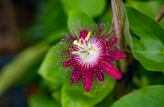 Passiflora Pink (Pink Passionflower)