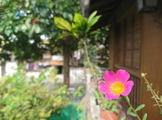 Portulaca Grandiflora (Moss Rose, Sun Rose)