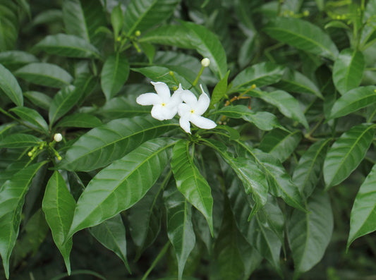 Tabernaemontana Divaricata (Crape Jasmine, Pinwheel Flower)