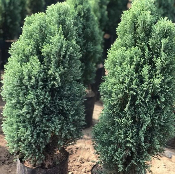 Thai Cypress (Juniperus chinensis)