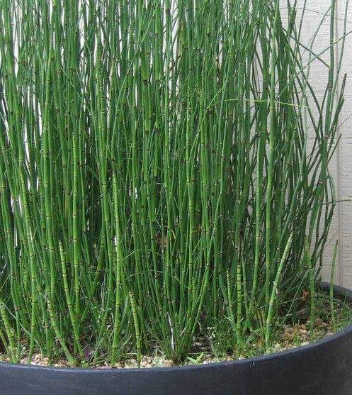 Equisetum Hyemale (Horsetail, Scouring Rush)