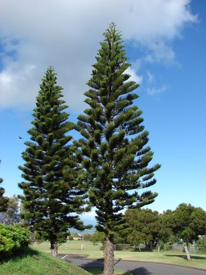 Araucaria Columnaris (Cook Pine, Christmas Tree)