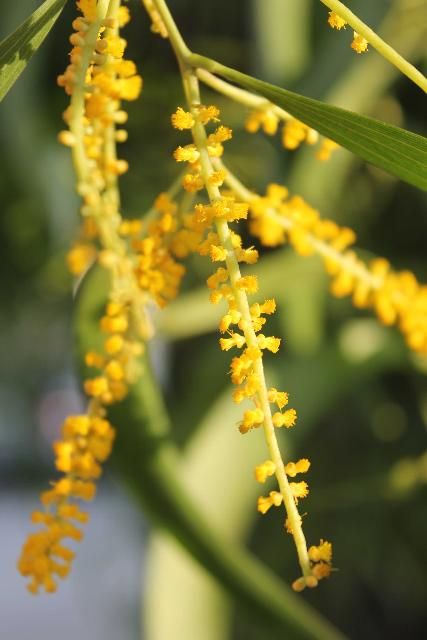 Acacia Auriculiformis (Earleaf Acacia)