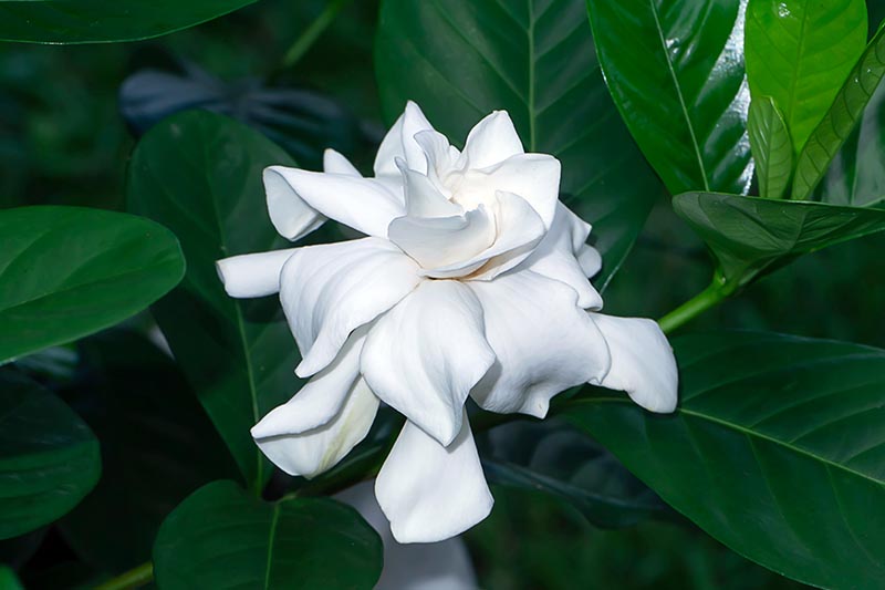 Gardenia Big Leaf (Large Leaf Gardenia)