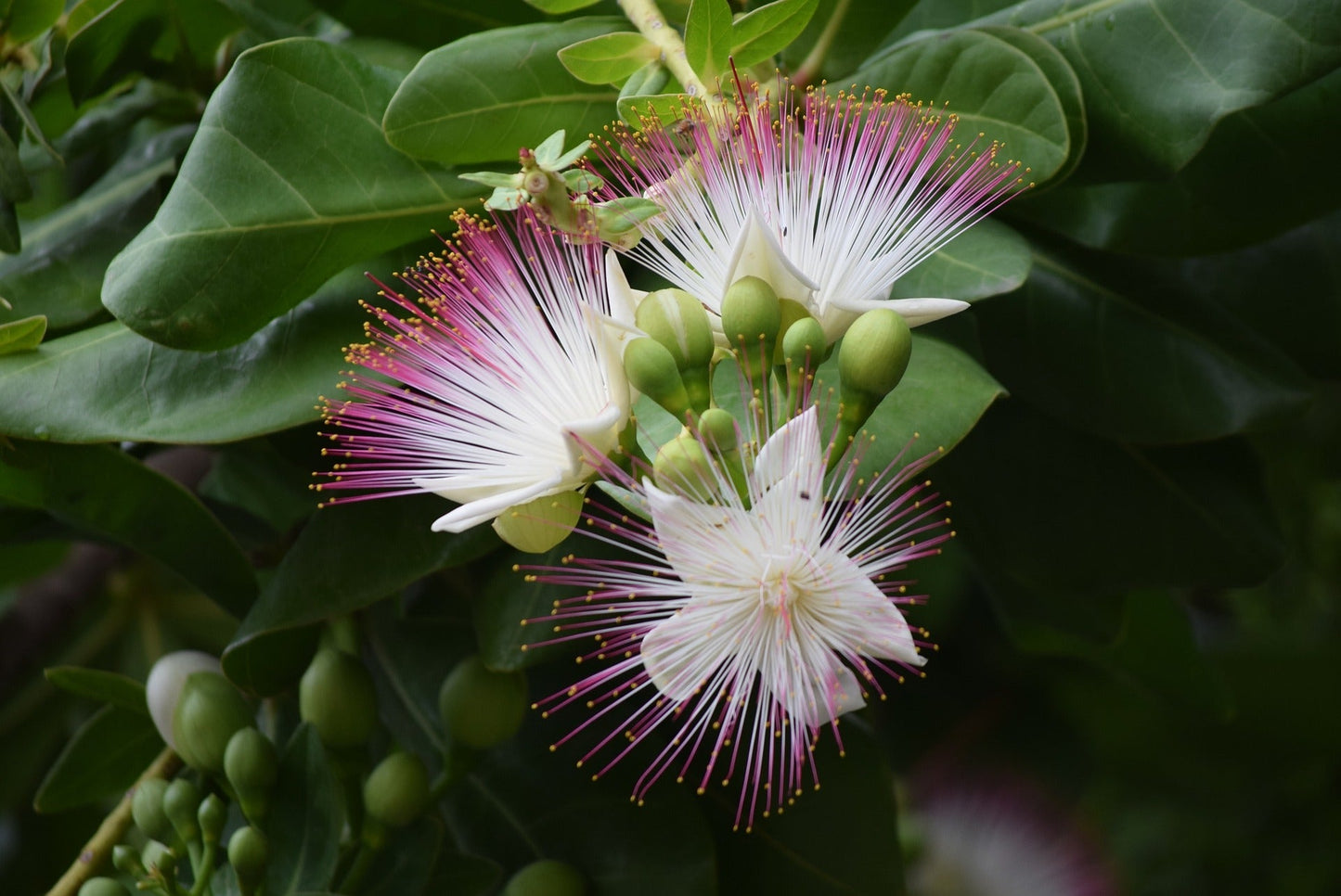 Barringtonia Asiatica (Sea Poison Tree)