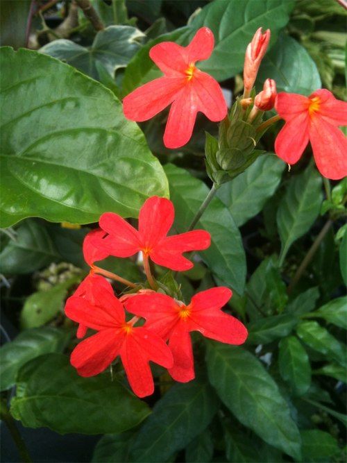 New Kanakambaram Red (New Red Crossandra)