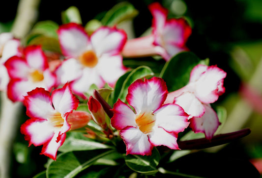 Adenium Obesum (Desert Rose)