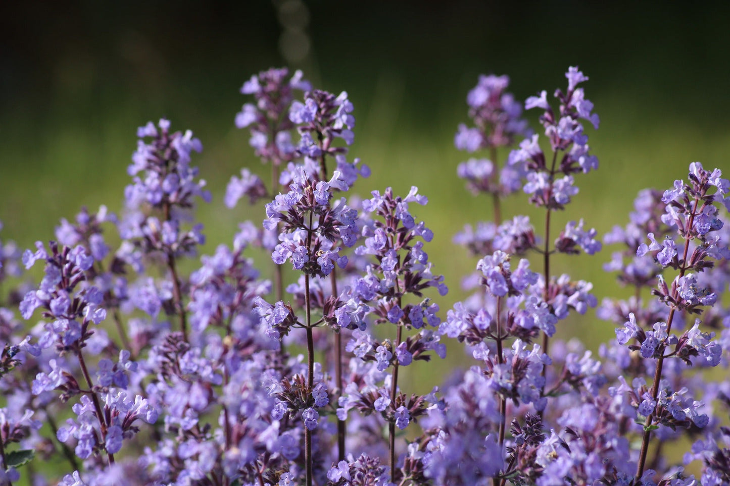 Colvillea Racemosa (Colville's Glory)