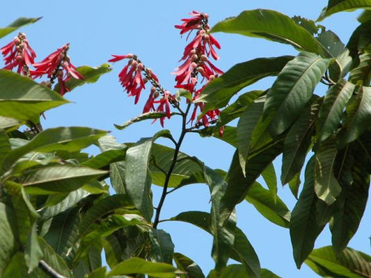 Triplaris Surinamensis (Ant Tree)