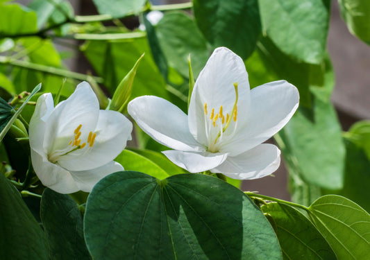 Bauhinia Acuminata (Dwarf White Orchid Tree)