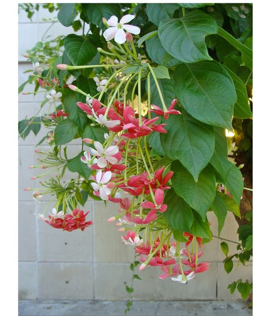 Bauhinia Vahlii (Maloo Creeper, Camel's Foot Climber)