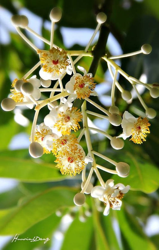 Cassia Javanica (Pink Shower Tree)