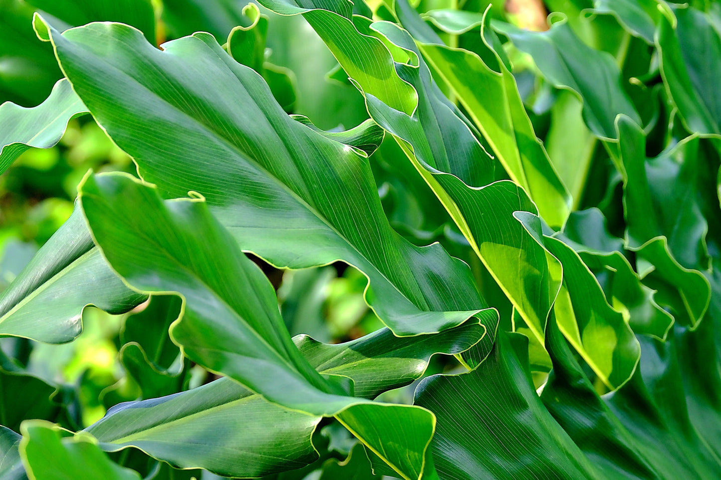 Philodendron Xanadu (Xanadu Philodendron)