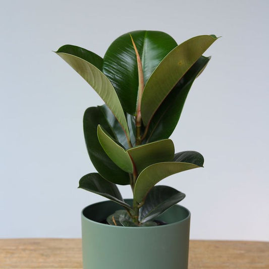 Rubber Plant Green