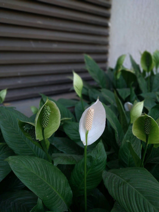 Spathiphyllum (Peace Lily, White Sails)