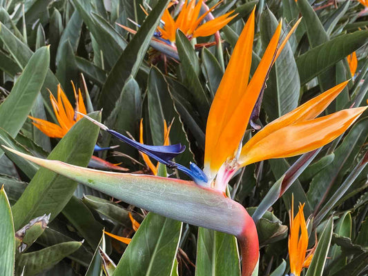 Strelitzia Reginae (Bird of Paradise)