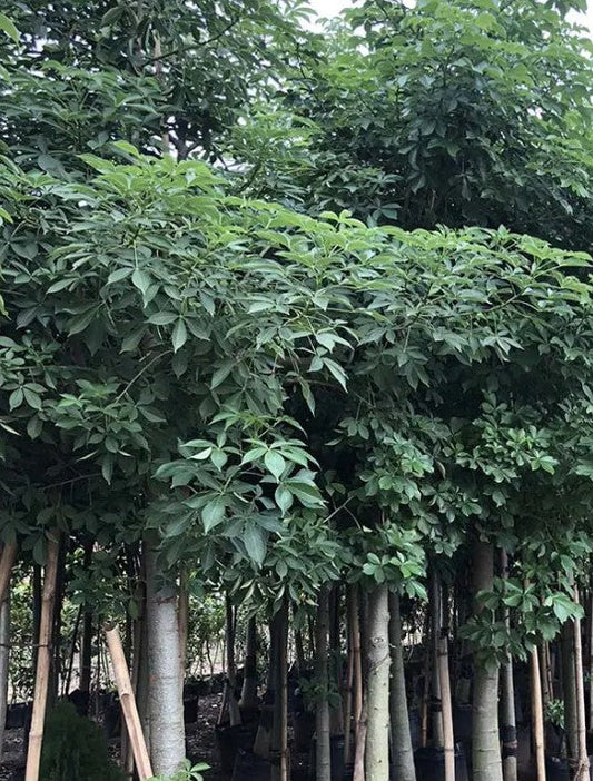 Adansonia Digitata (Baobab)