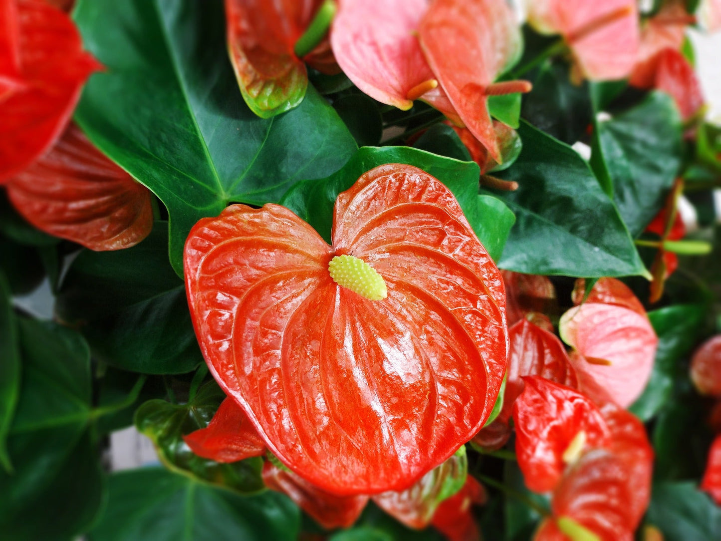 Anthurium