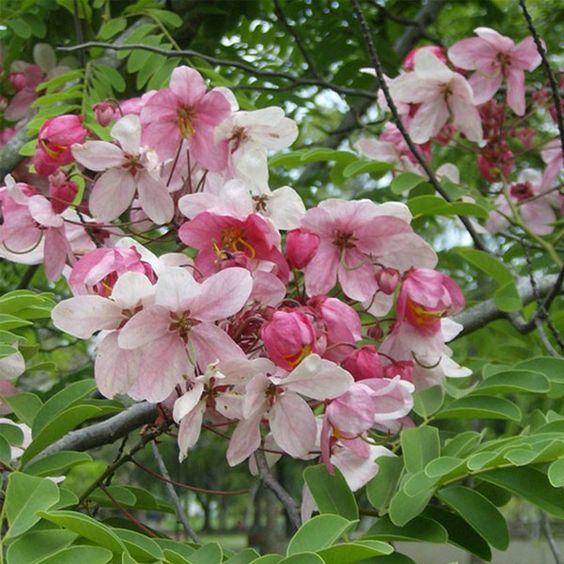 Tropical Hibiscus (Chinese Hibiscus)