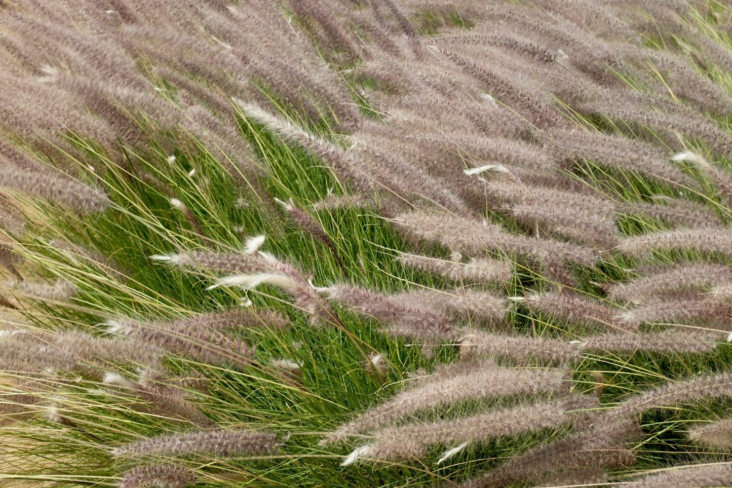 Pennisetum Setaceum (Fountain Grass)