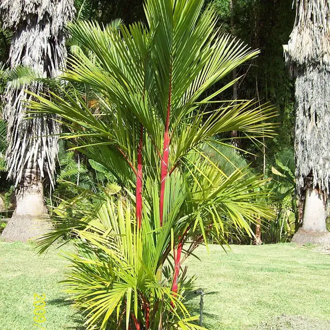 Red Wax Sealing Palm (Lipstick Palm, Sealing Wax Palm)