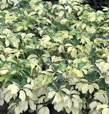 Schefflera Variegated (Variegated Umbrella Tree)