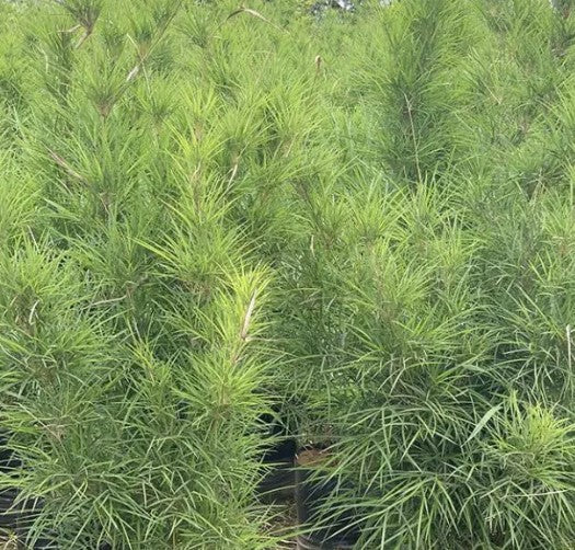 Blue Pine Bamboo