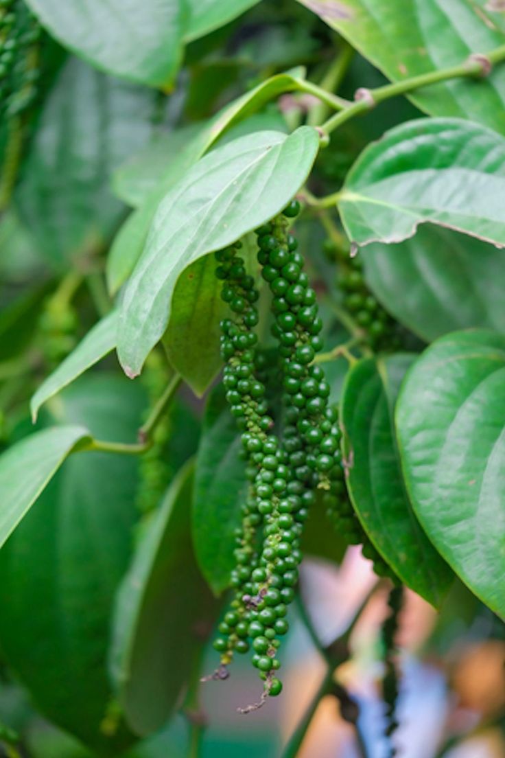 Black Pepper (Piper Nigrum)