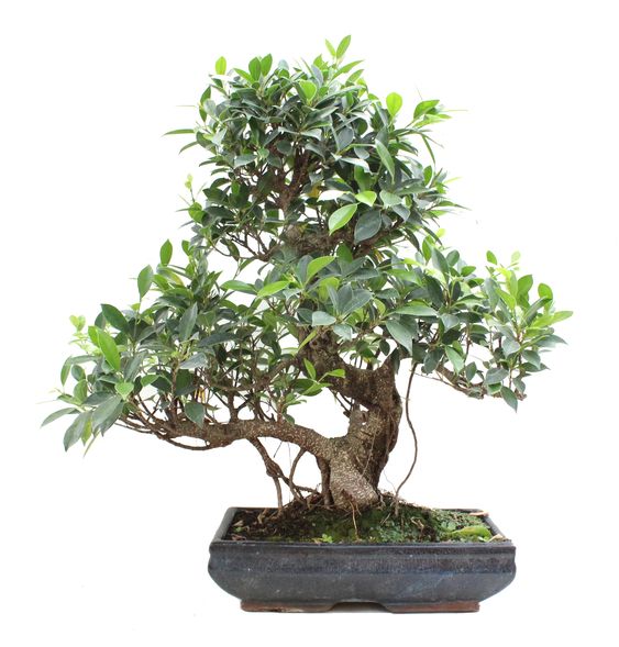 Ficus Retusa