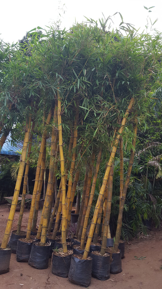 Bambusa Vulgaris (Golden Bamboo)