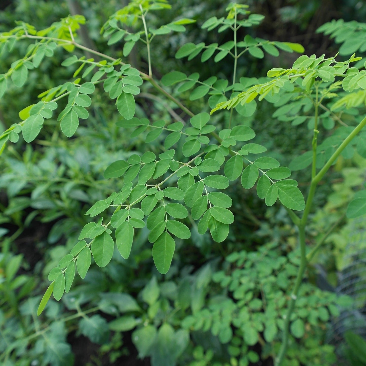 Moringa Drouhardii (Bottle Tree)