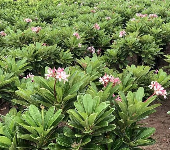 Plumeria Singaporensis (Singapore Plumeria)