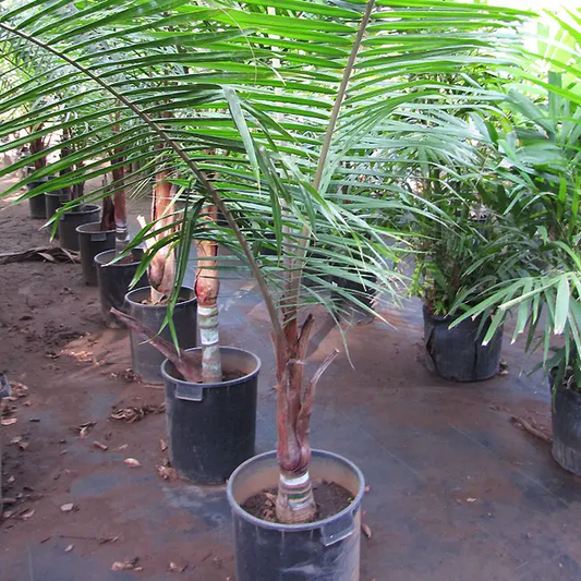 Red Neck Palm (Red Sealing Wax Palm, Red Lipstick Palm)