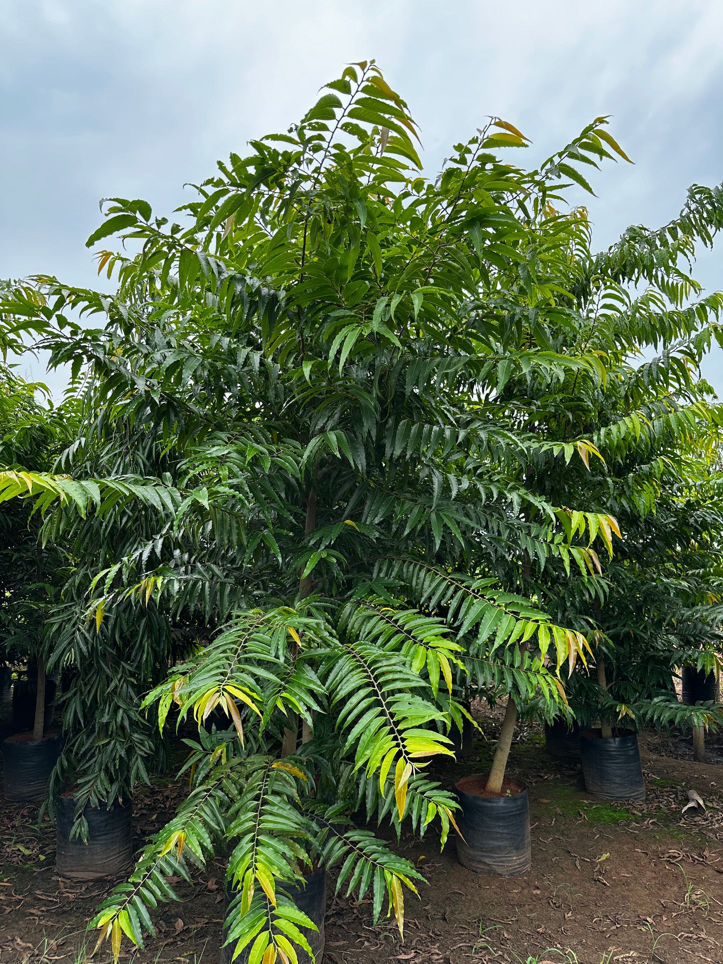 Polyalthia Longifolia (False Ashoka)